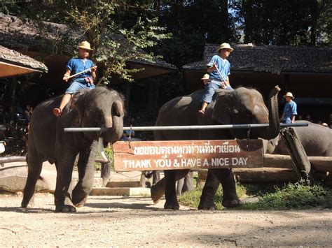 Letters From Annie (Douglass) Lima: Mae Sa Elephant Camp, Thailand