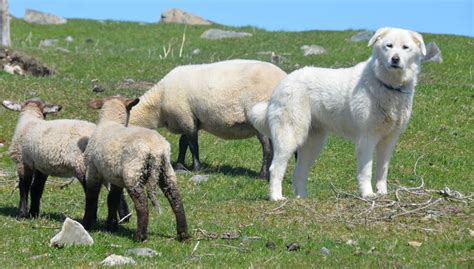 Pastoralisme Chiens De Protection Et Activit S De Pleine Nature Ot