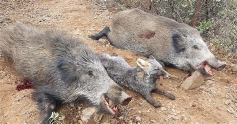 Un Cazador Abate Dos Jabal Es Y Un Zorro Carbonero En Una Inolvidable