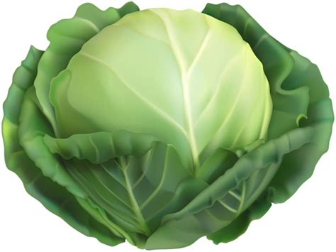 Cabbage Plant, Image Transparent, Cartoon Background, Tee Shirt Designs ...