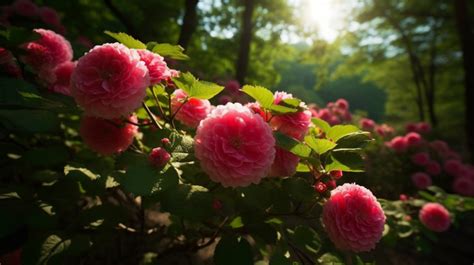 Pink Roses In The Forest With Sunlight Shining Down Onto Them