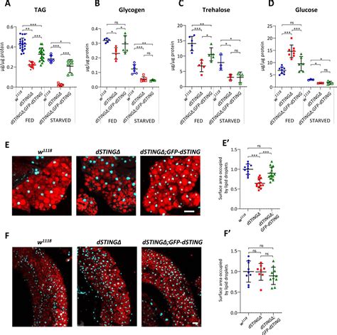 Drosophila STING Protein Has A Role In Lipid Metabolism ELife