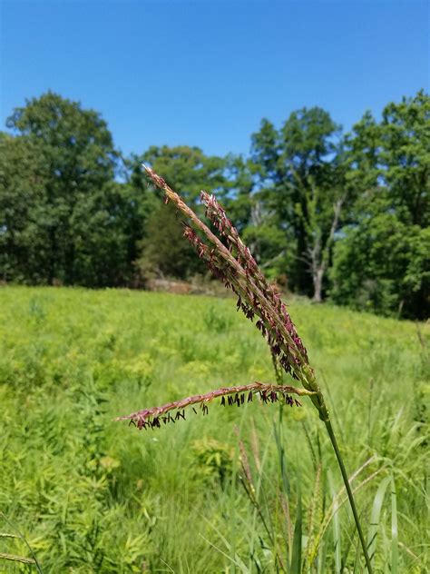 Eastern Gamagrass Tripsacum Dactyloides Heartland Seed Of Missouri Llc