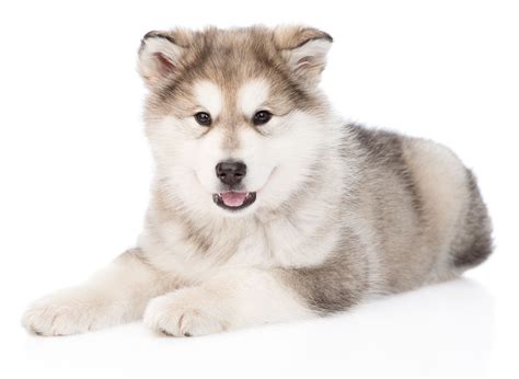 1 Alaskan Malamute Puppies For Sale In Boston Ma