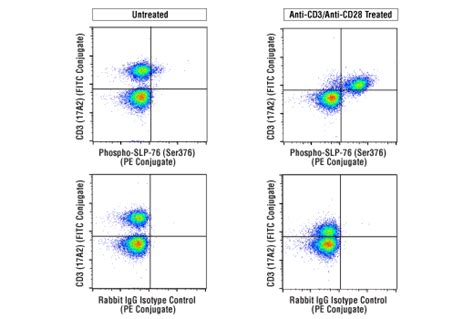 Phospho Slp Ser E G U Xp Rabbit Mab Pe Conjugate Cst