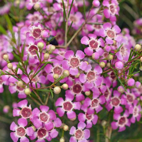 Geraldton Wax Chamelaucilum Purple Pride Potplantheavenperth