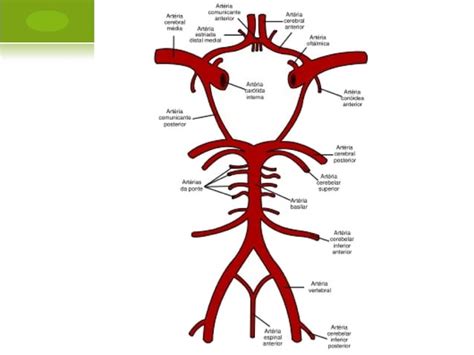 Vascularizaci N Del Sistema Nervioso Ppt