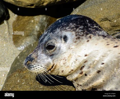 A California Sea Lion Pup Stock Photo Alamy