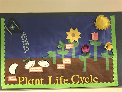 Plant Life Cycle Board Plant Life Cycle Craft Plant Life Cycle Plant Life