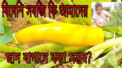 বিদেশি সবজি কি আমাদের ছাদ বাগানে করা সম্ভব চলুন দেখি এটা কি সবজি।