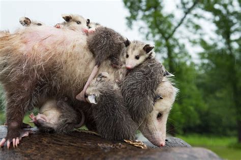 Virginia Opossum Adult Didelphis Virginiana Hisses While Joeys Climb On And Around Autumn Stock