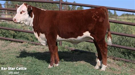 Bar Star Cattle Sale Heifer 1117 Youtube