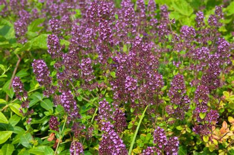 How To Grow Origanum Oregano Marjoram