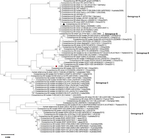 Coding Complete Genome Sequence And Phylogenetic Analysis Of