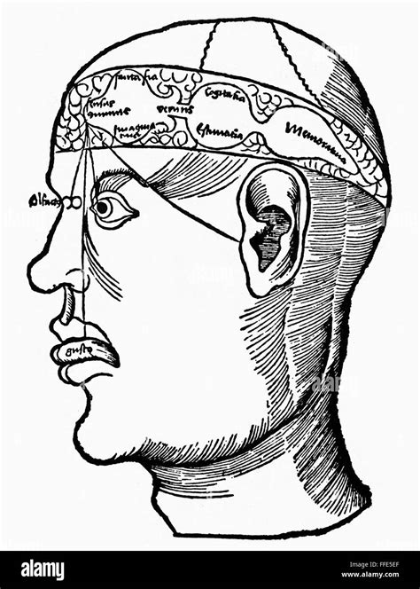 Diagrama Del Cerebro Ndiagram Del Cerebro Humano Y Sus