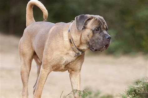 Cane Corso Dog Breed Profile