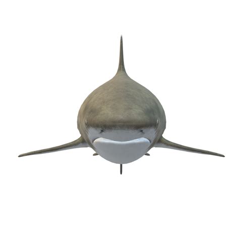 Swimming Shark Illustration 27257728 Png