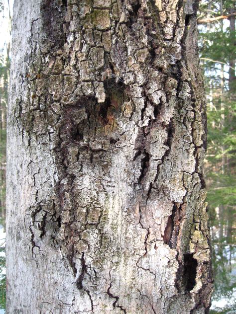 Landscape: Beech Bark Disease | UMass Center for Agriculture, Food and the Environment