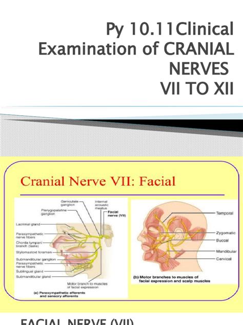 7 to 12 Cranial Nerve Examination | PDF | Human Anatomy | Nervous System