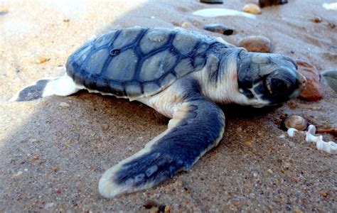 Flatback Sea Turtle – "OCEAN TREASURES" Memorial Library