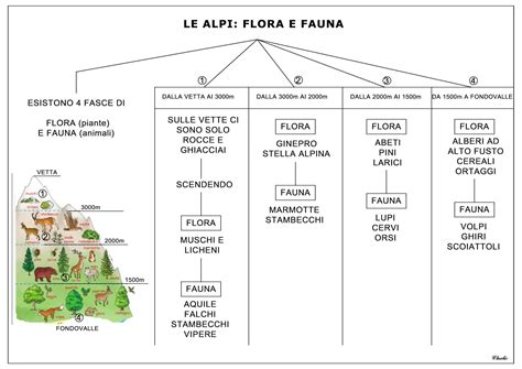 Le Alpi flora e fauna Attività geografia Attività di