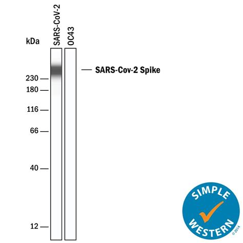 SARS CoV 2 Spike S2 Subunit Antibody MAB10850 By R D Systems Part Of