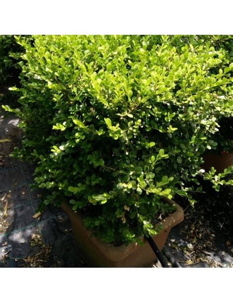 Buxus Rotundifolia In Vaso Da Cm E Una Pianta Da Esterno