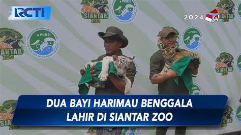 2 Anak Harimau Benggala Lahir Di Taman Hewan Pematangsiantar SIP 17