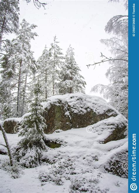 Tiro Vertical De Pinos Recubiertos De Nieve En Una Colina Completamente