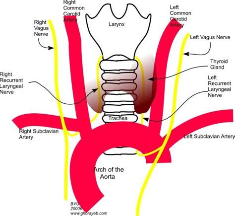 laryngeal nerves and relationship to aortic arch | Nerve anatomy, Vagus ...