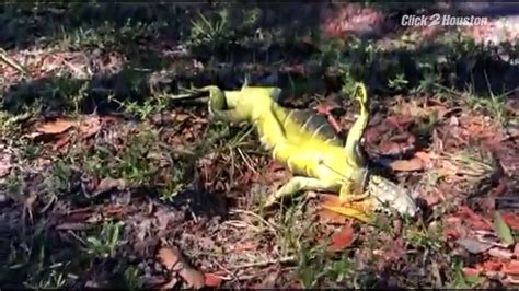 Frozen Iguanas Are Falling Out Of Trees In Florida Because Its So Cold