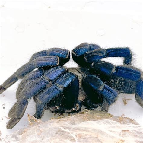 Cobalt Blue Tarantula - adults