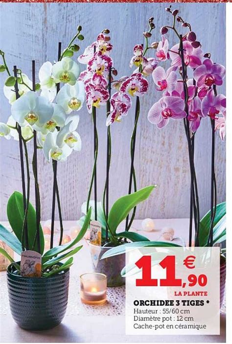 Offre Orchidée 2 Tiges chez Lidl