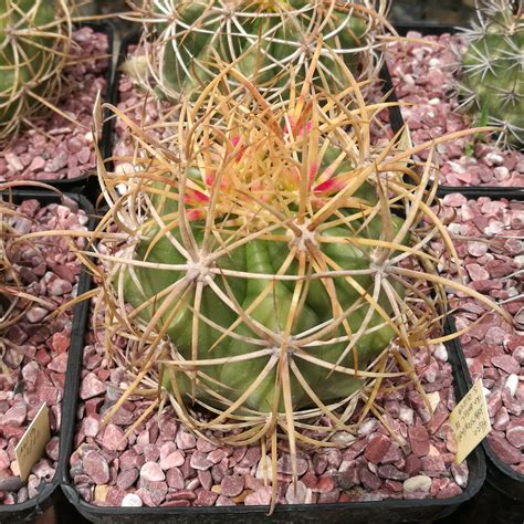 Ferocactus Johnstonianus Il Fiore Tra Le Spine