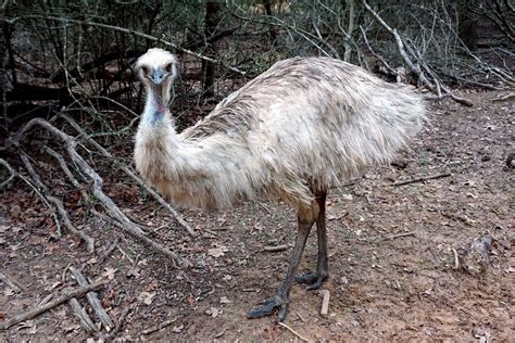 Emu Bird Nature Free Photo On Pixabay Pixabay