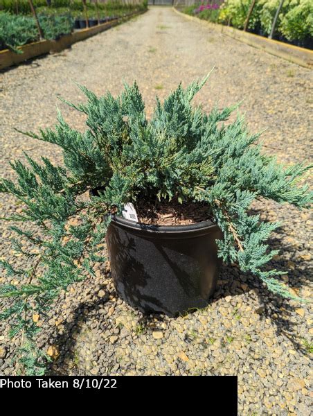 Blue Chip Juniper Juniperus Horizontalis Blue Chip Goodmark Nurseries