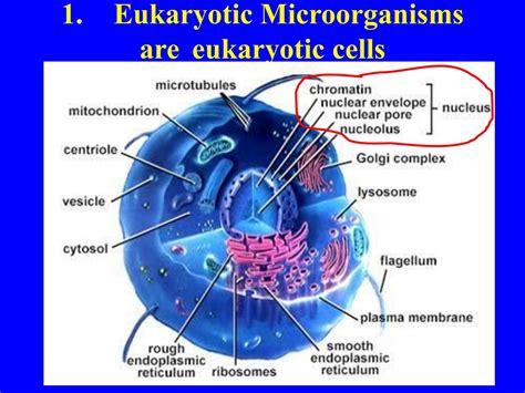 Ppt Biodiversity I Biol What Are Eukaryotic Microorganisms