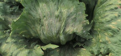 Lettuce Downy Mildew Pest Identification For Vegetable Gardens