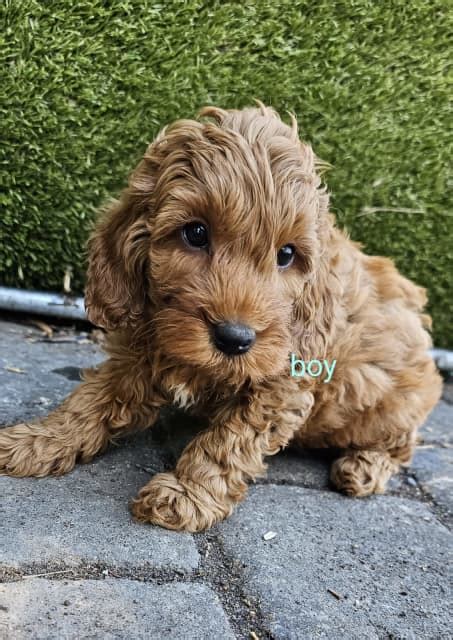 Teddy Bear Toy Cavoodle Tiny Black Girl Available ♥️ Dogs And Puppies