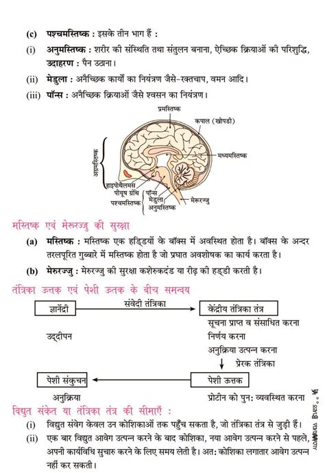 कक्षा 10 विज्ञान नियंत्रण एवं समन्वय नोट्स Pdf Hindi Medium अगलासेम