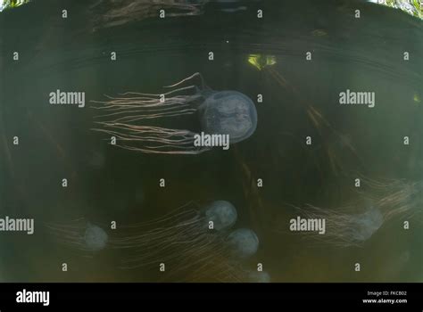 Box Jellyfish In Mangroves Chironex Sp Stock Photo Alamy