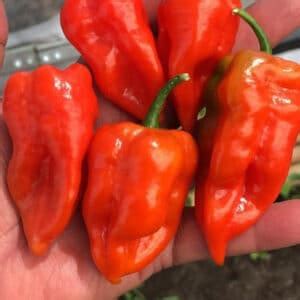 Velociraptor Pepper Treated Seed Seedway