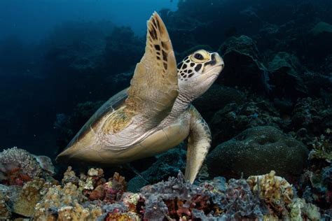 Top 5 Best Scuba Diving Sites in Camiguin Island, Philippines | Scuba de Oro - Dive Camiguin Island