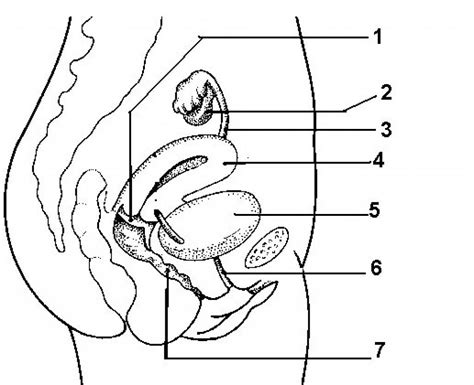 Female Reproductive System Part Diagram Quizlet