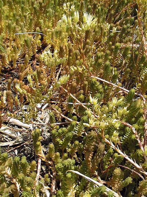 Tasteless Stonecrop Sedum Sexangulare