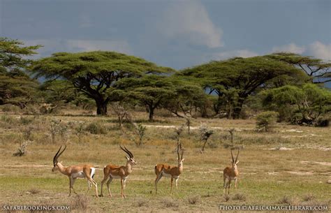 Samburu National Reserve – Travel Guide, Map & More!