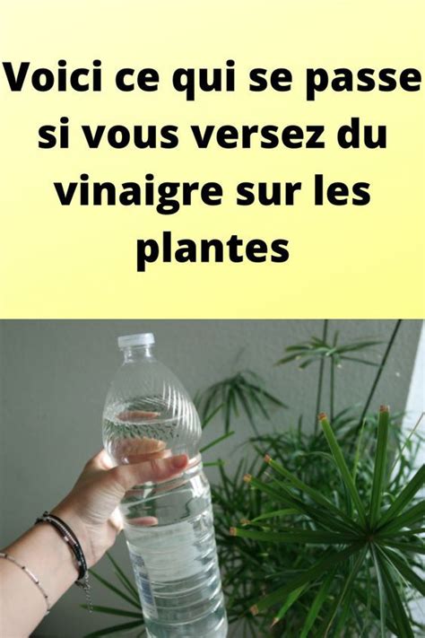 Voici Ce Qui Se Passe Si Vous Versez Du Vinaigre Sur Les Plantes