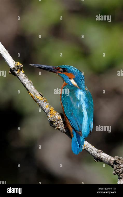 Common Kingfisher Alcedo Atthis Male Bird On A Perch Above Water With