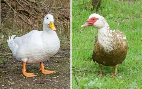 Pekin Duck Vs Muscovy Duck What Is The Difference Learnpoultry