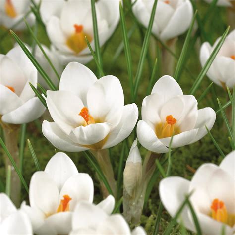 GROW by OBI Krokus Ard Schenk Weiß 10 cm Crocus chrysanthus kaufen